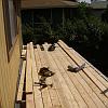 framed and almost decked exstension
